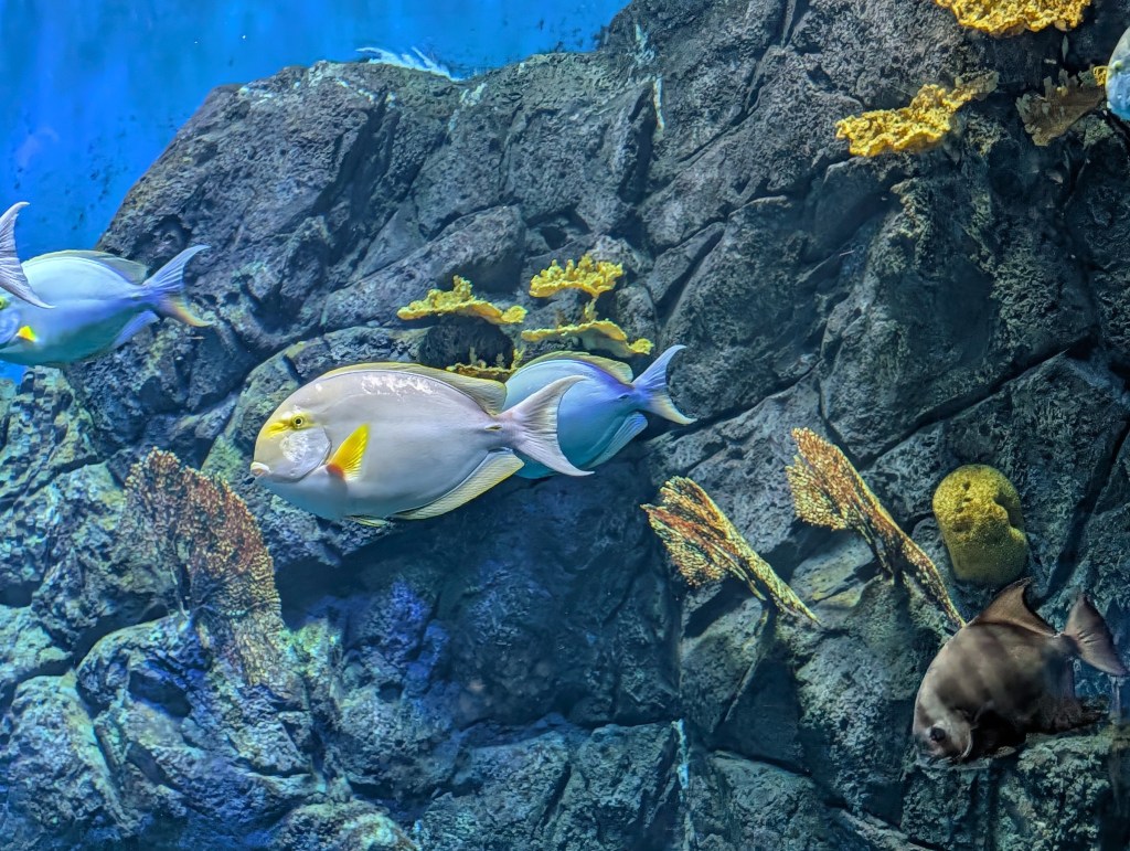 A vibrant underwater scene featuring various fish swimming near rocky formations and coral, with a clear blue backdrop.