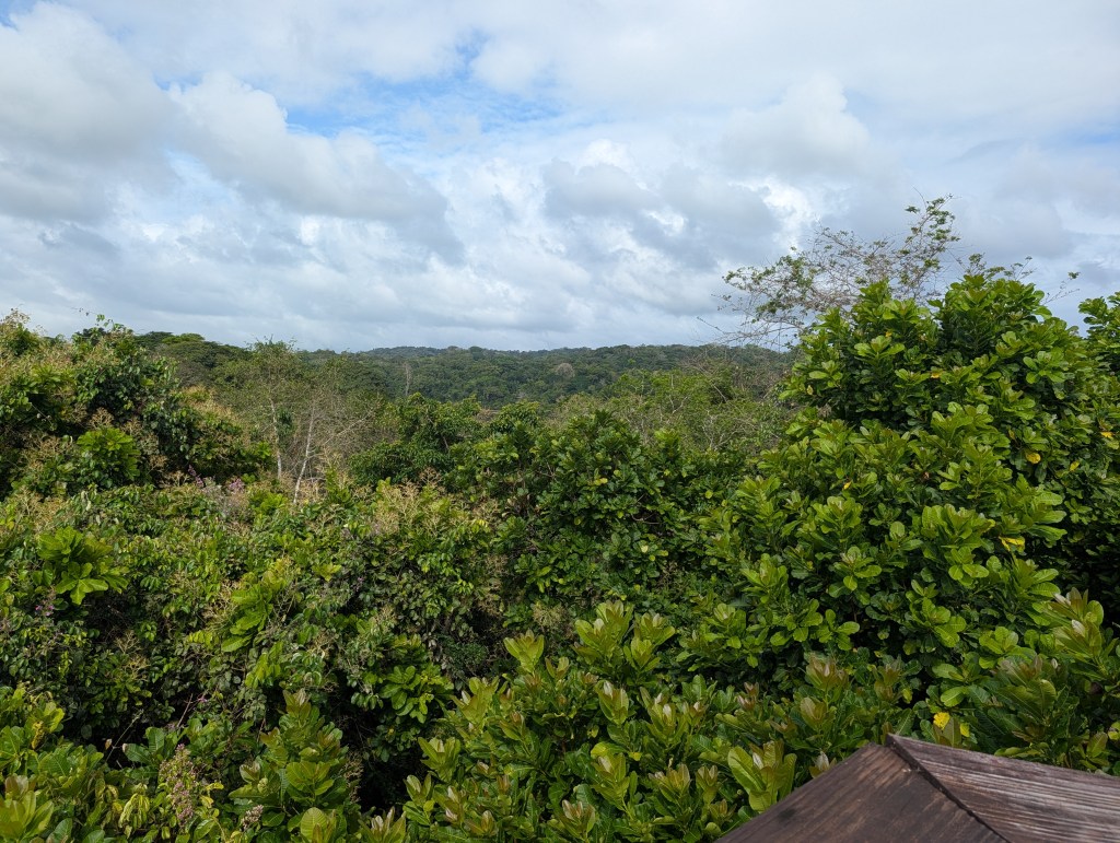 A panoramic view of a lush green forest under a partly cloudy sky.
