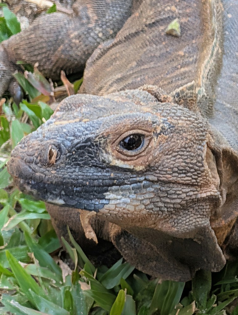 Close-up of a textured lizard head resting among green grass.