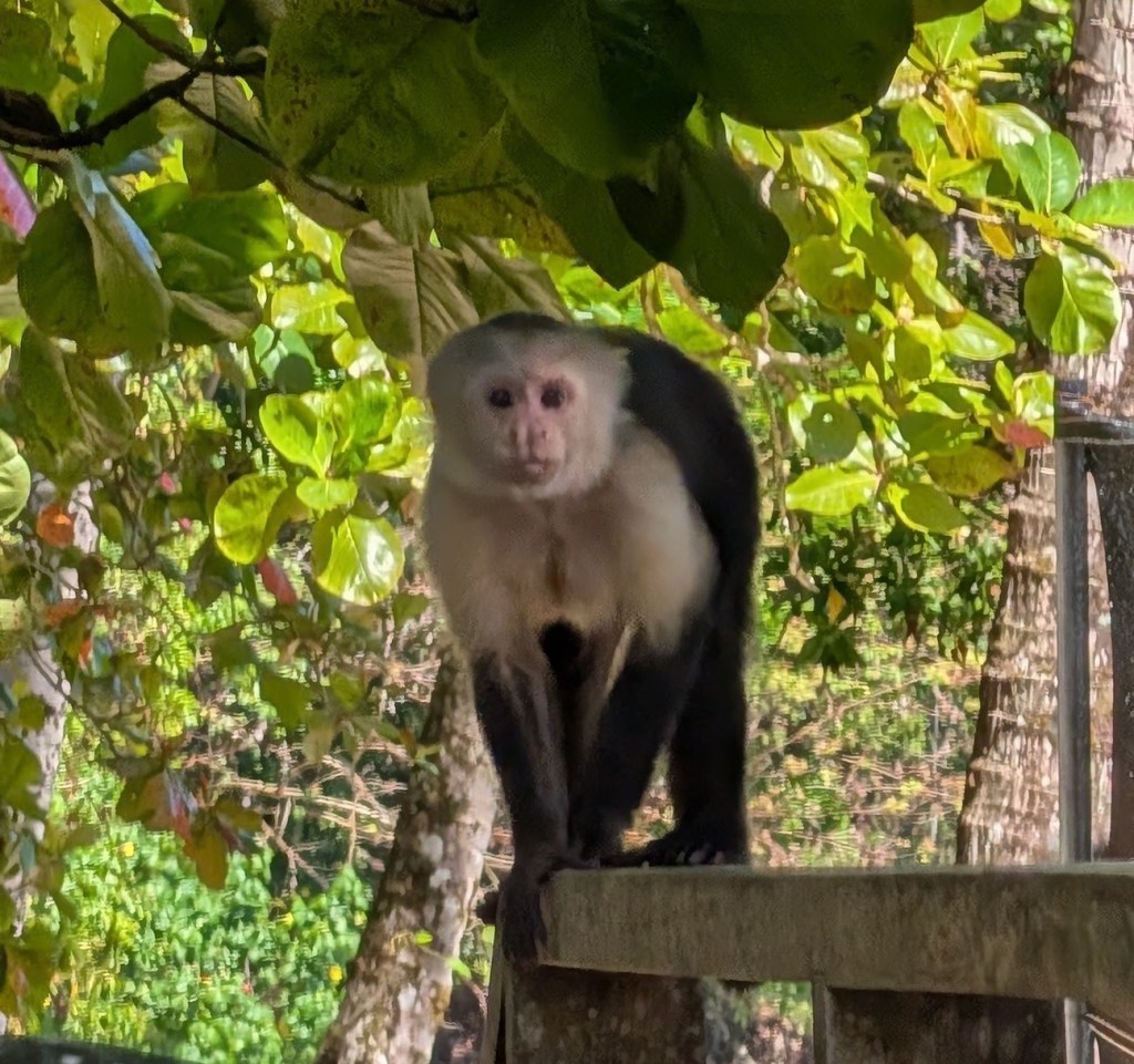 A white-faced monkey standing on a wooden surface, surrounded by green foliage.