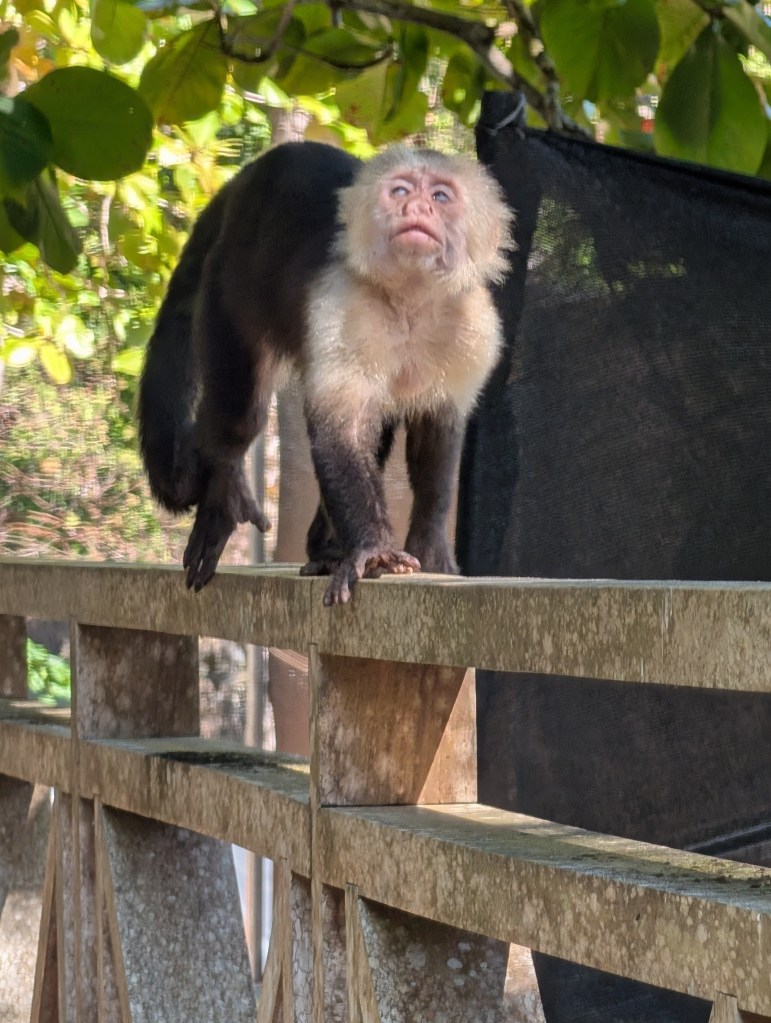 A monkey walking on a wooden railing, looking upwards with a curious expression, surrounded by greenery.