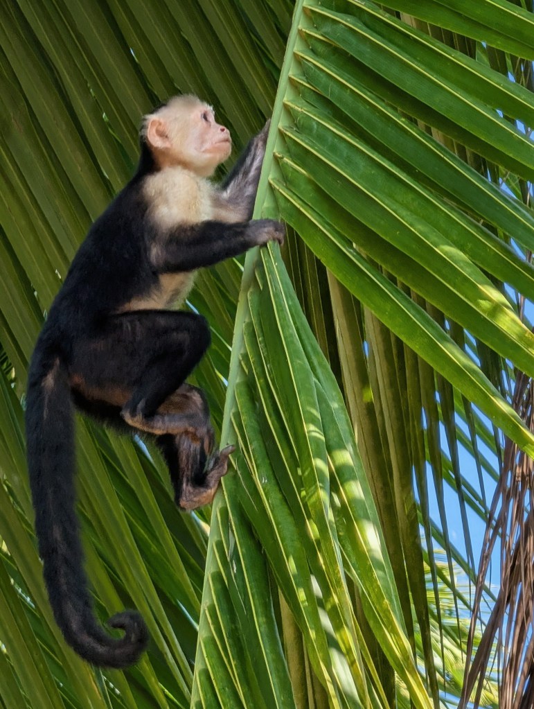 A white-faced capuchin monkey climbing a green palm leaf against a clear blue sky.
