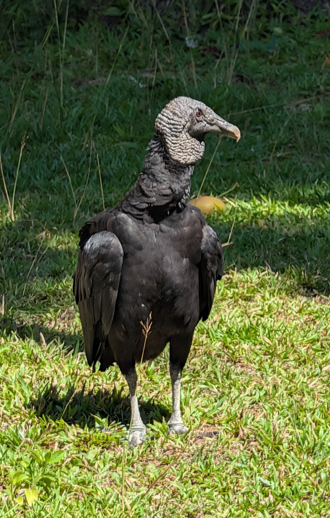 A black vulture standing on green grass, showcasing its distinctive dark feathers and gray head.
