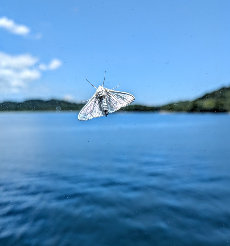 A white moth resting on a glass surface, with a blurred view of blue water and green hills in the background under a clear blue sky.