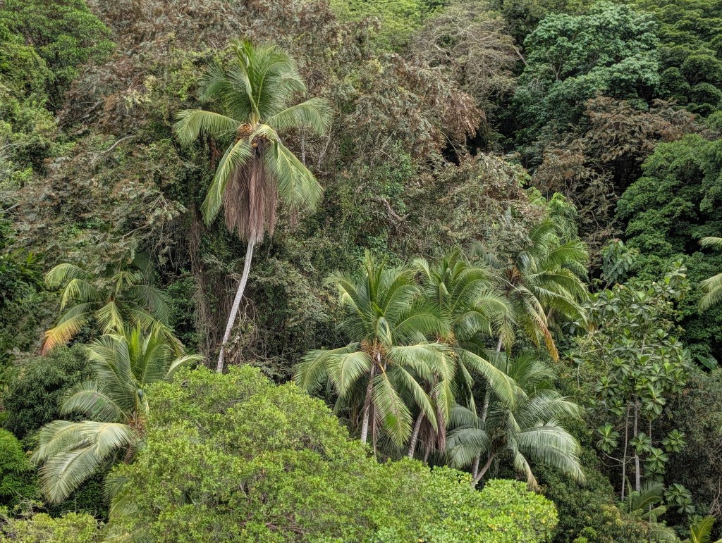 Lush green tropical forest with palm trees among dense foliage.