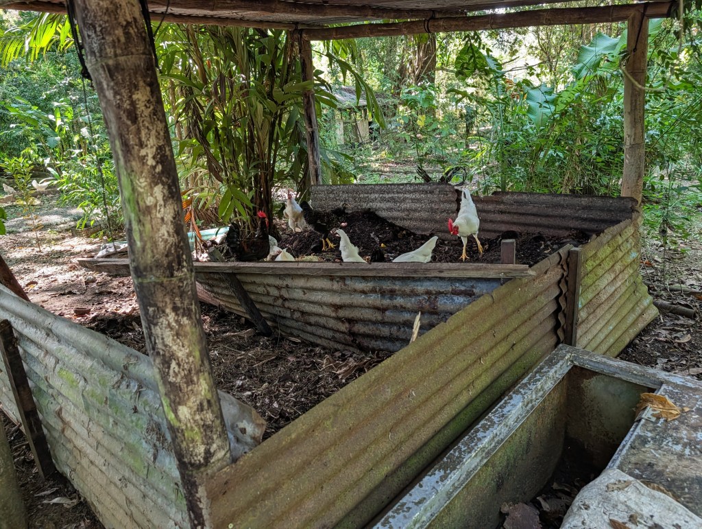 A group of chickens in a makeshift coop made of corrugated metal, surrounded by lush greenery and trees.