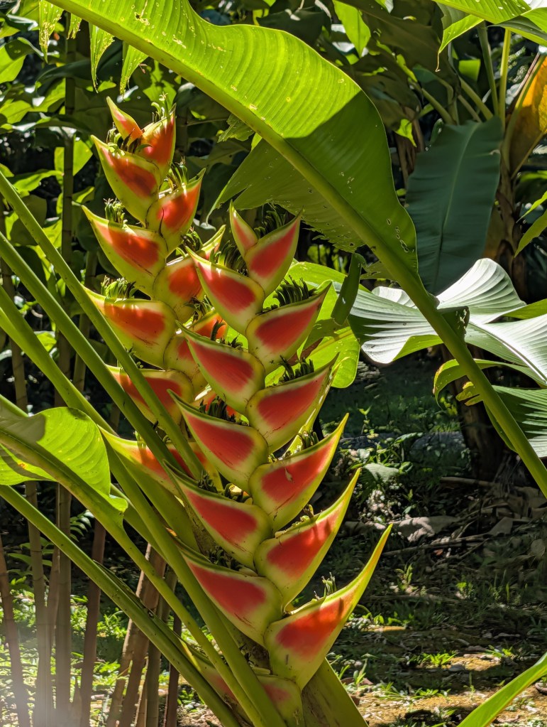 A vibrant heliconia plant with bright red and yellow flowers, surrounded by lush green foliage.