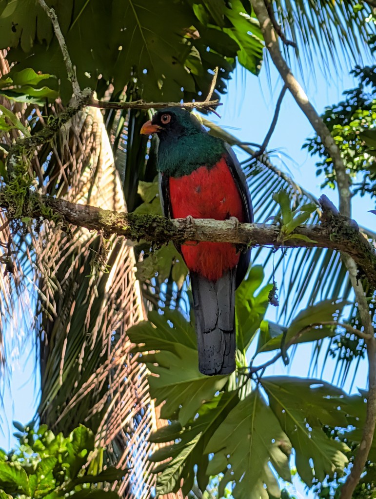 A colorful bird perched on a branch, featuring a green head, red chest, and black tail, surrounded by lush tropical foliage.