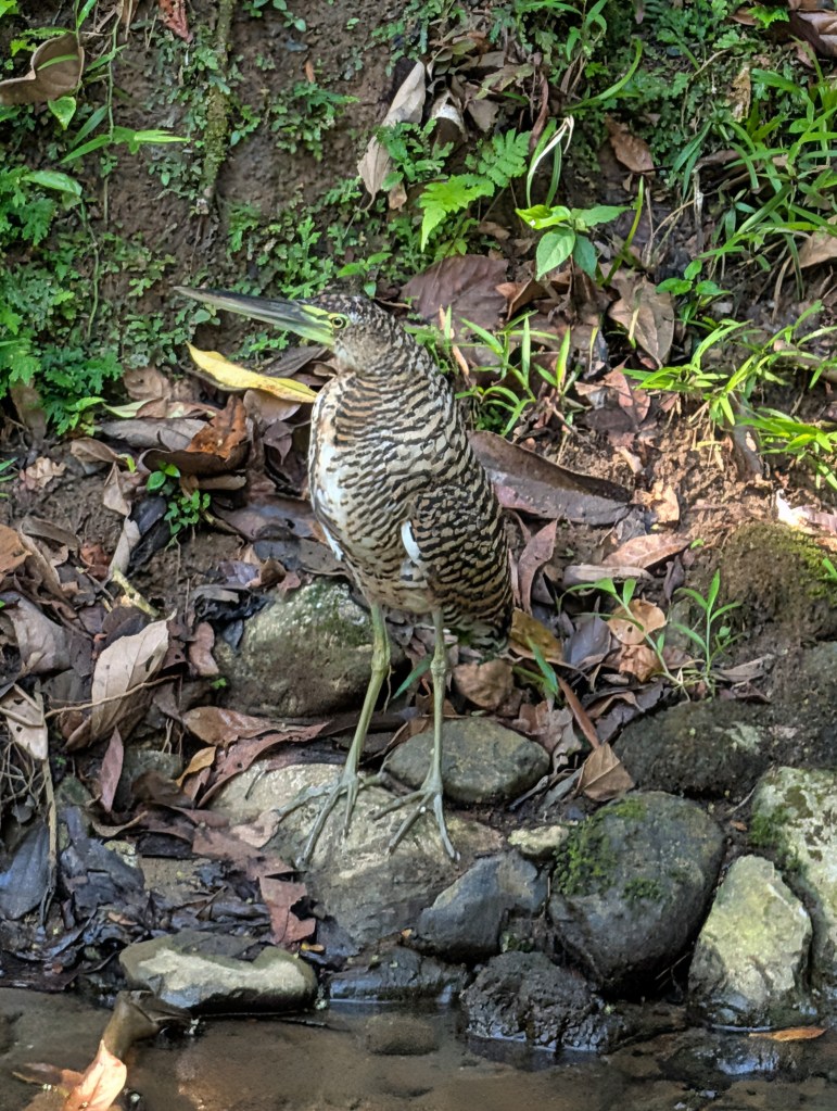 A bird with a striped brown and white plumage standing on rocks by a stream, surrounded by green foliage and fallen leaves.