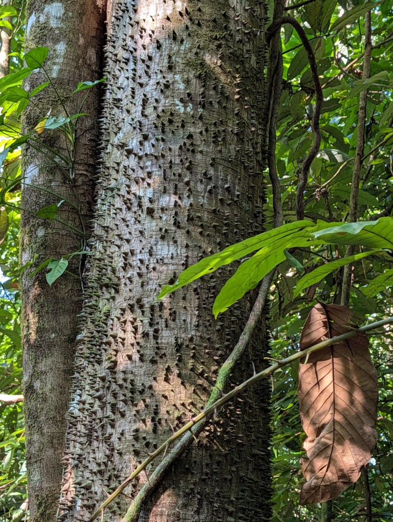 Close-up of a thick tree trunk covered in spiky texture, surrounded by green leaves and a large brown leaf resting nearby.