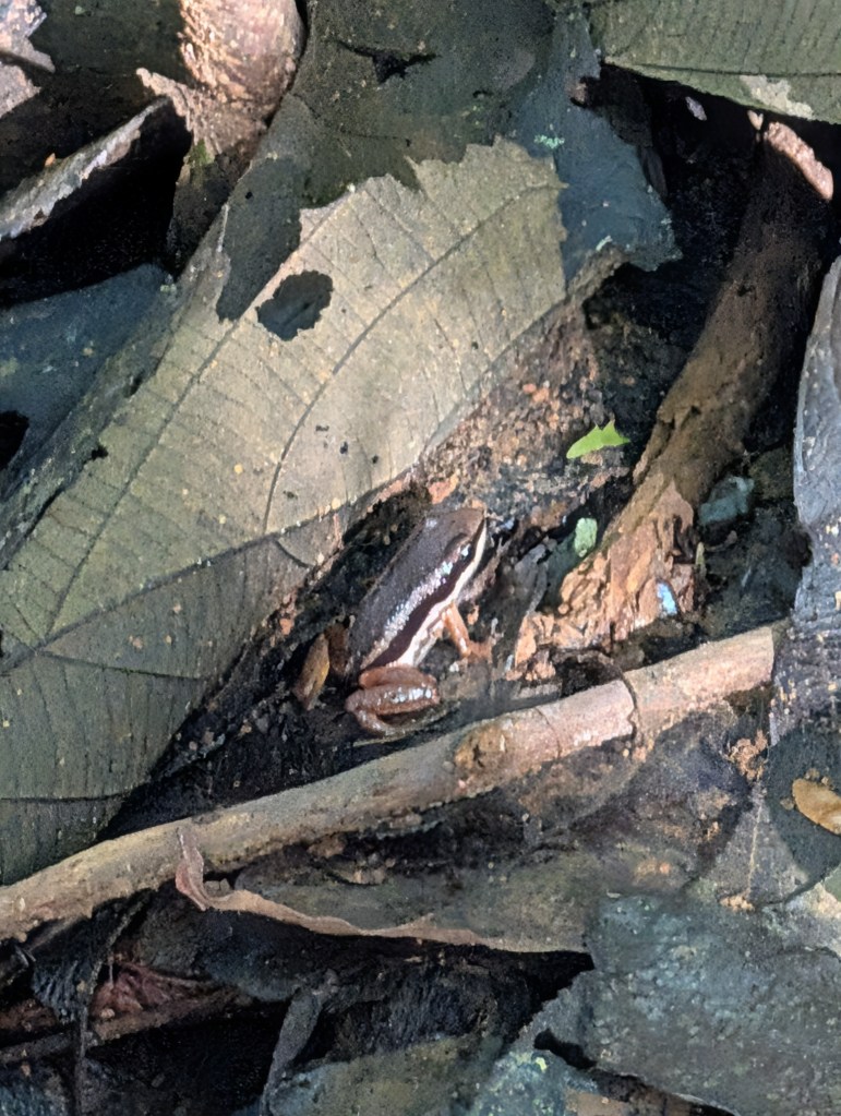 A small brown and black frog camouflaged among fallen leaves and branches on the forest floor.