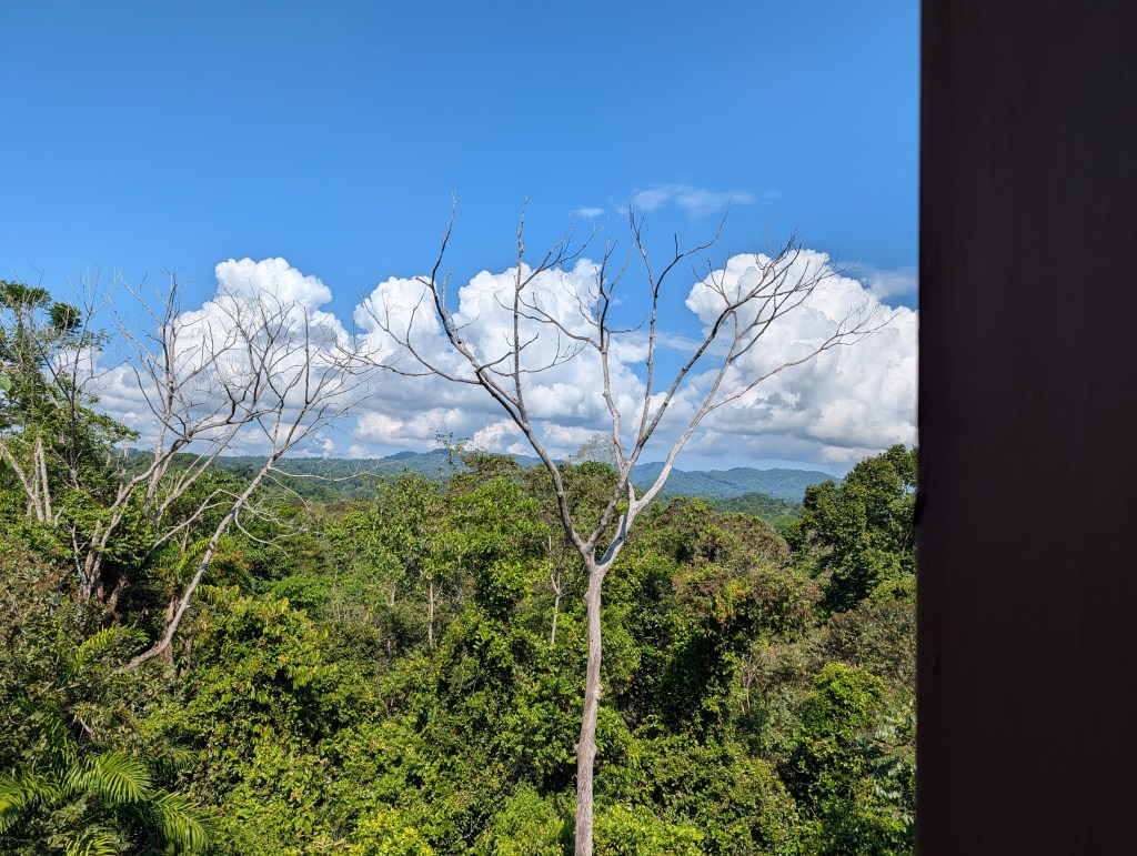 A panoramic view of a lush green jungle with a bright blue sky and fluffy white clouds, featuring a leafless tree in the foreground.