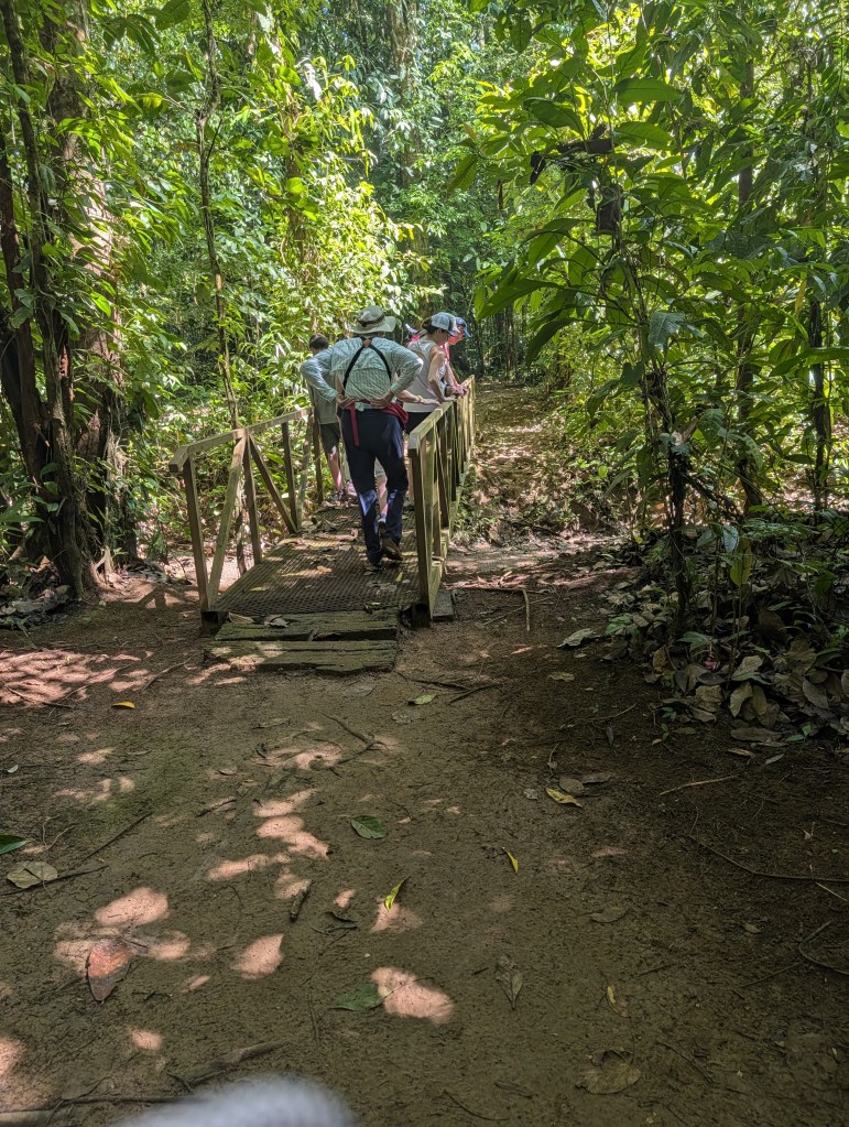 A group of hikers crossing a wooden bridge in a dense, green rainforest.