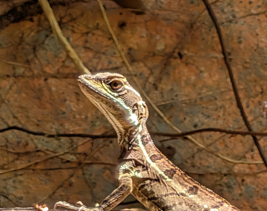 Close-up of a lizard perched on a branch, showcasing its textured skin and prominent eye against a natural background.