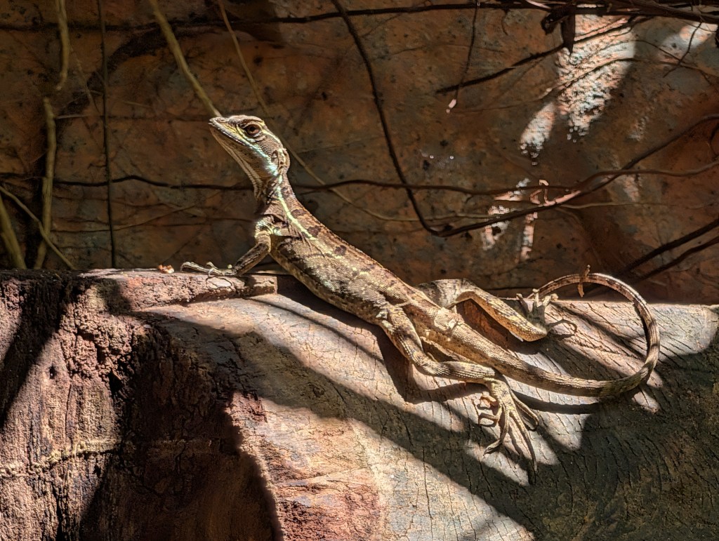 A lizard sitting on a wooden surface, displaying its textured skin and long tail, with shadows and natural background elements.
