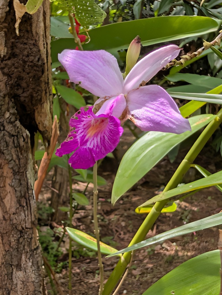 A close-up of a vibrant pink orchid flower with a darker purple lip, surrounded by green leaves and natural foliage.