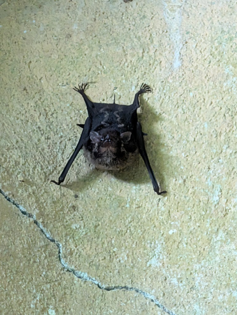 A bat hanging upside down on a textured wall.