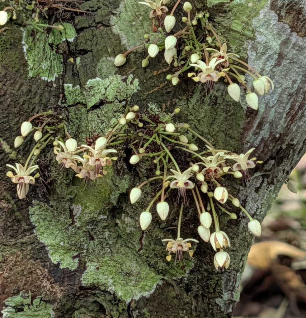 Close-up of delicate white and yellow flowers blooming on a textured tree trunk, with green lichen accents.