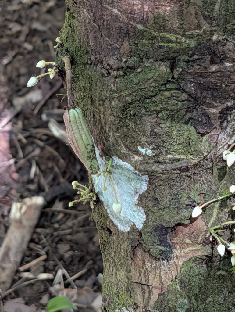 Close-up of a tree trunk with greenish bark showing small white flowers and a blueish patch near the base.