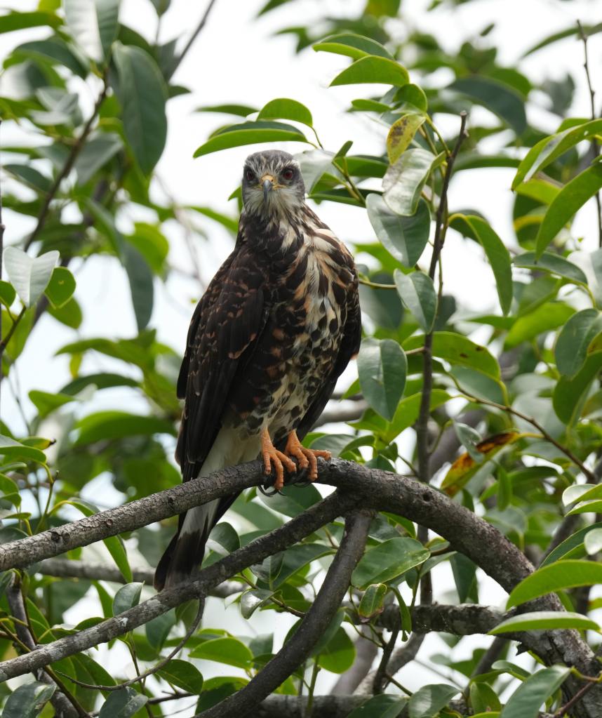 A hawk perched on a branch surrounded by green leaves.