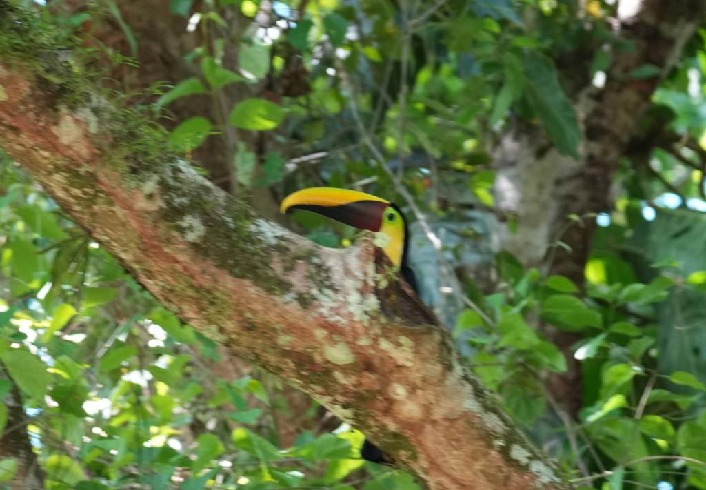A toucan perched on a mossy tree branch surrounded by lush green foliage.
