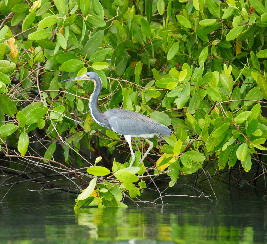 A blue-gray heron standing on a branch among lush green leaves, near still water.
