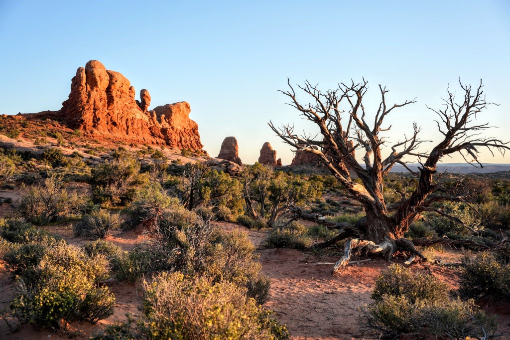 Landscape featuring red rock formations, sparse vegetation, and a bare tree at sunset in a desert environment.
