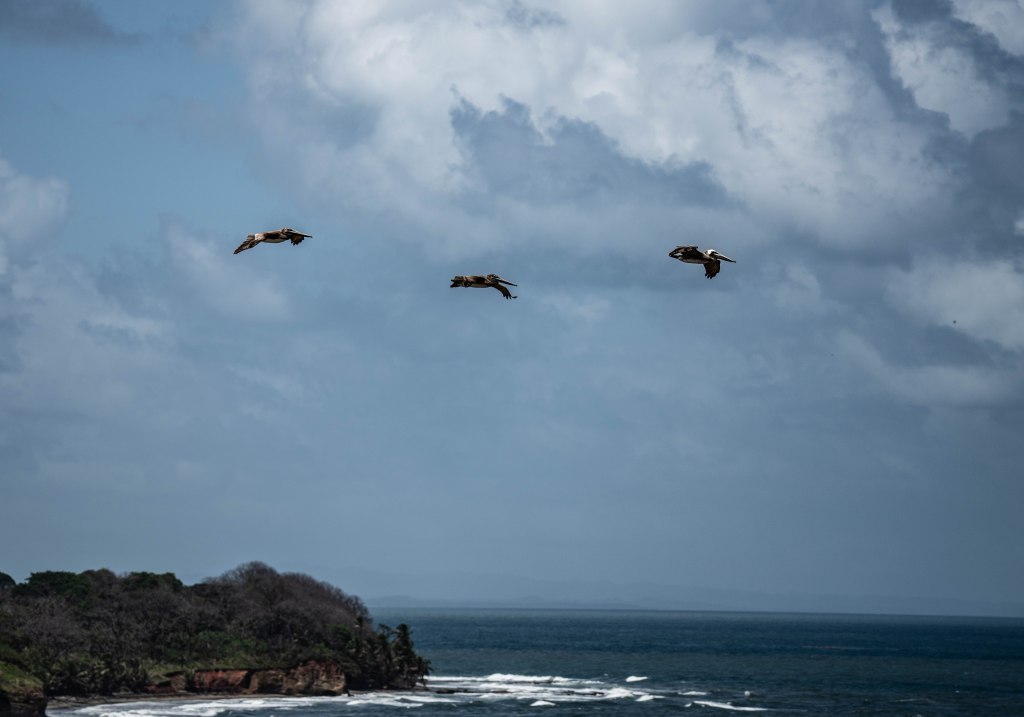 Three birds flying over the ocean with a cloudy sky in the background.