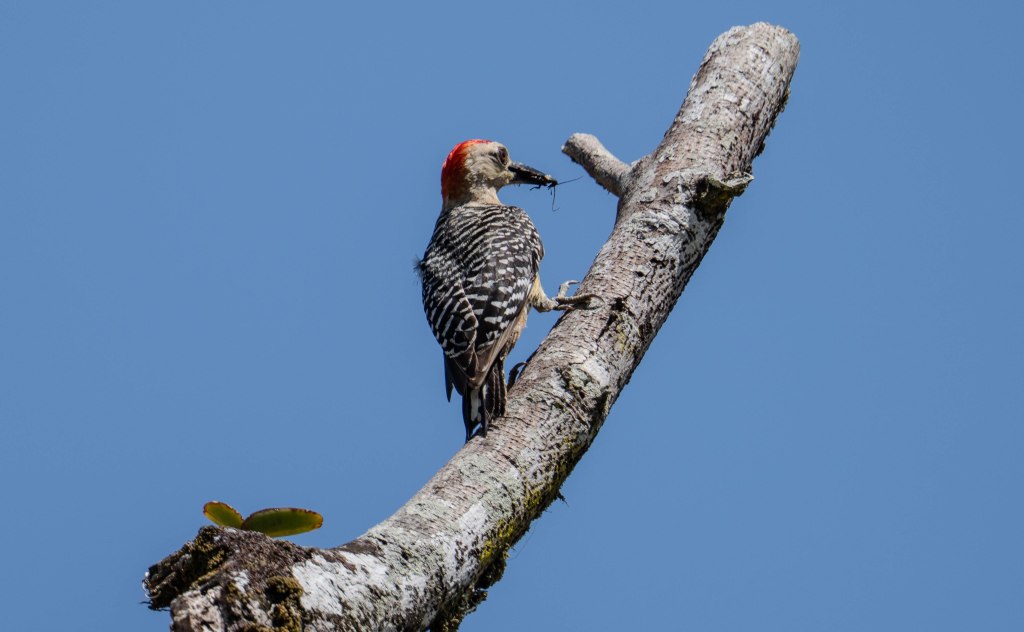 A woodpecker perched on a tree branch against a clear blue sky, holding an insect in its beak.