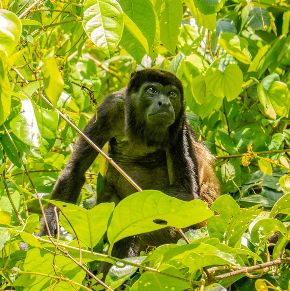A howler monkey sitting among green leaves, gazing intently.