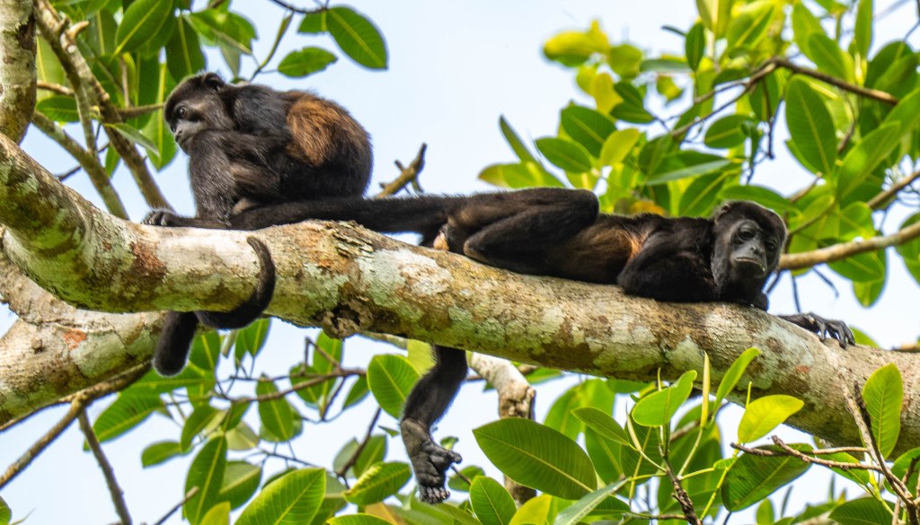 Two monkeys lounging on a tree branch among green leaves.