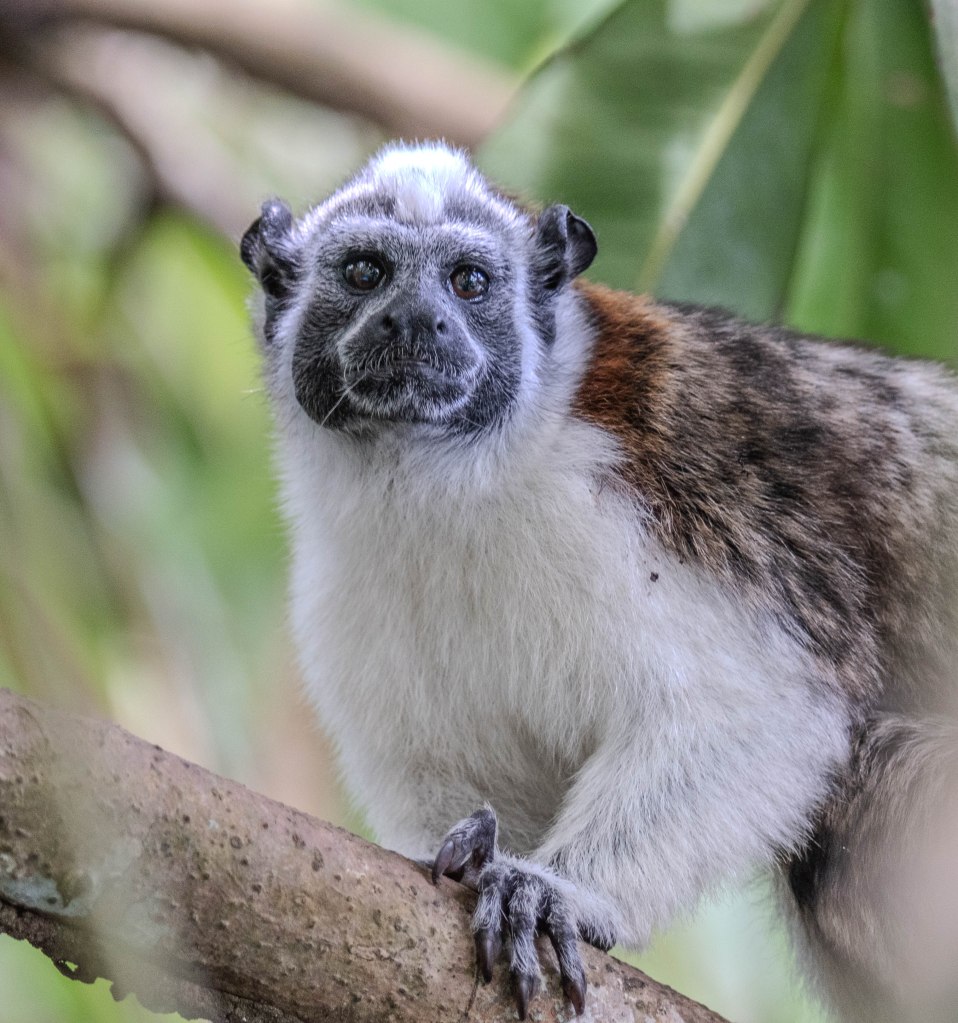 Close-up of a monkey perched on a branch, featuring gray fur with brown patches and expressive dark eyes.