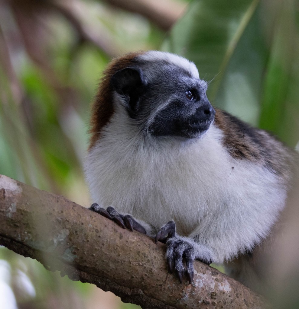 A close-up of a monkey perched on a branch, surrounded by lush green foliage, showing its side profile with distinctive facial markings.