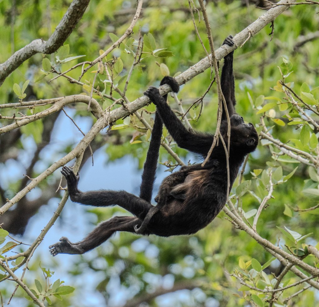 A monkey hanging from a tree branch, surrounded by green leaves and a blue sky in the background.