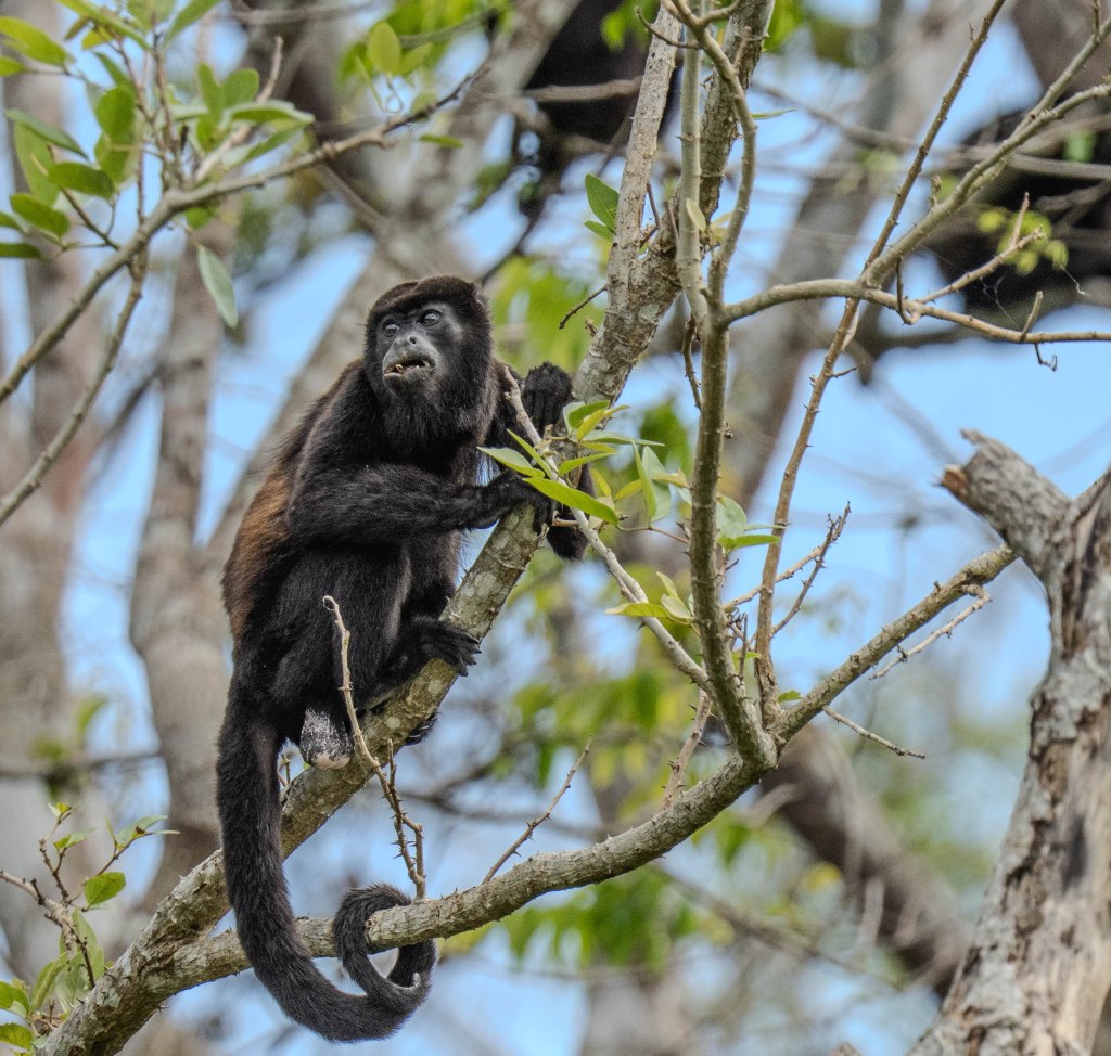 A howler monkey perched on a branch, surrounded by green leaves and clear blue sky.