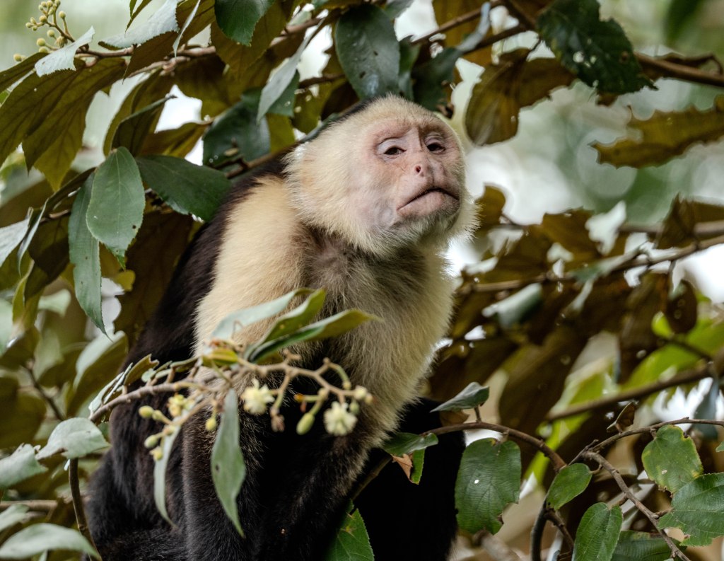 A close-up of a Capuchin monkey sitting among green leaves, with a contemplative expression.