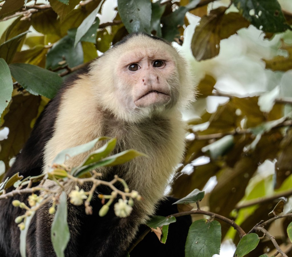 A close-up of a capuchin monkey sitting among green leaves, with a serious expression on its face.