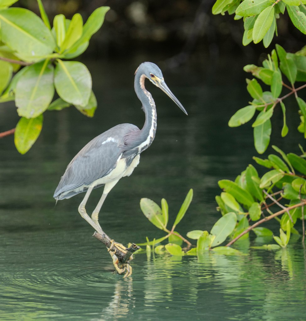 A heron standing on a branch above calm water, surrounded by green foliage.