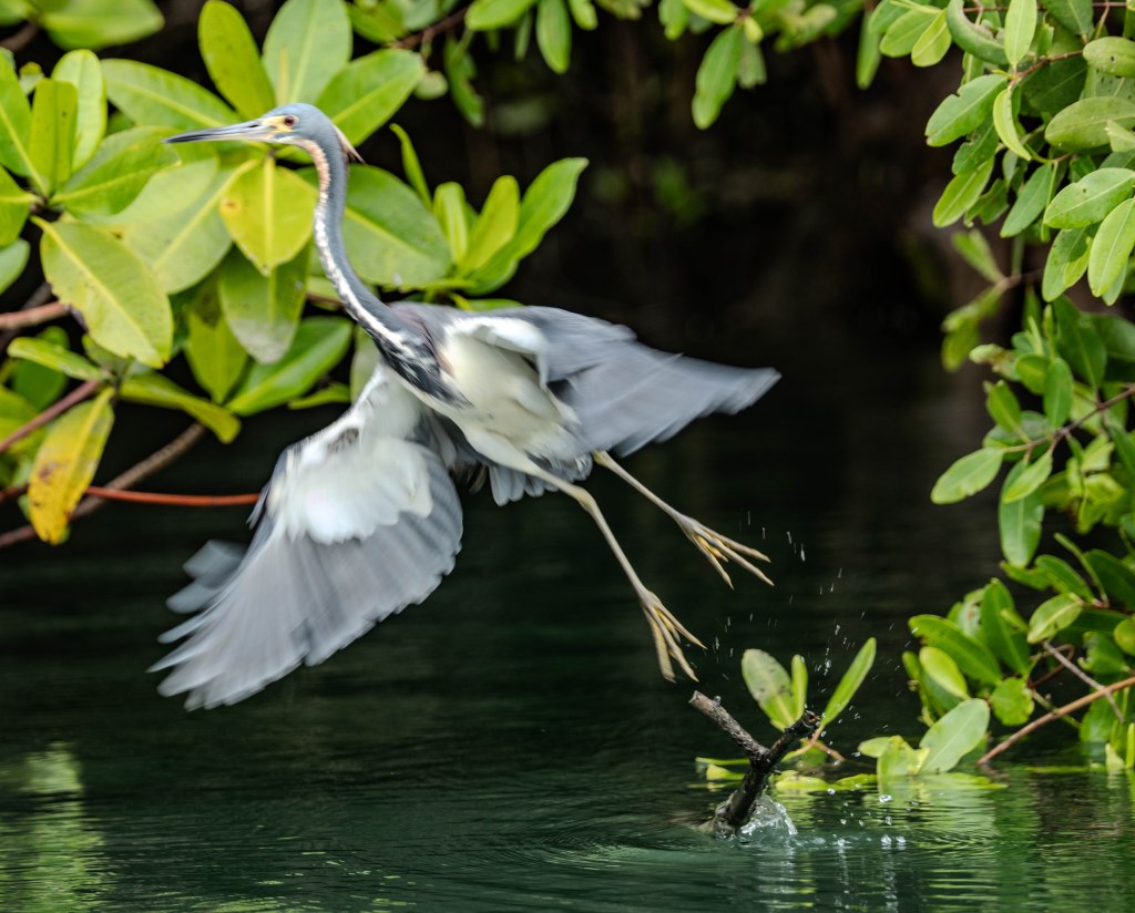 A heron taking flight from a water surface surrounded by green foliage.
