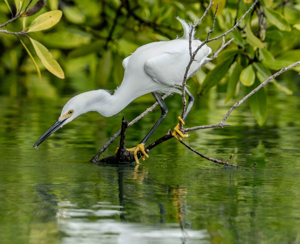 A white bird perches on a branch over water, poised to catch a fish, surrounded by lush green foliage.