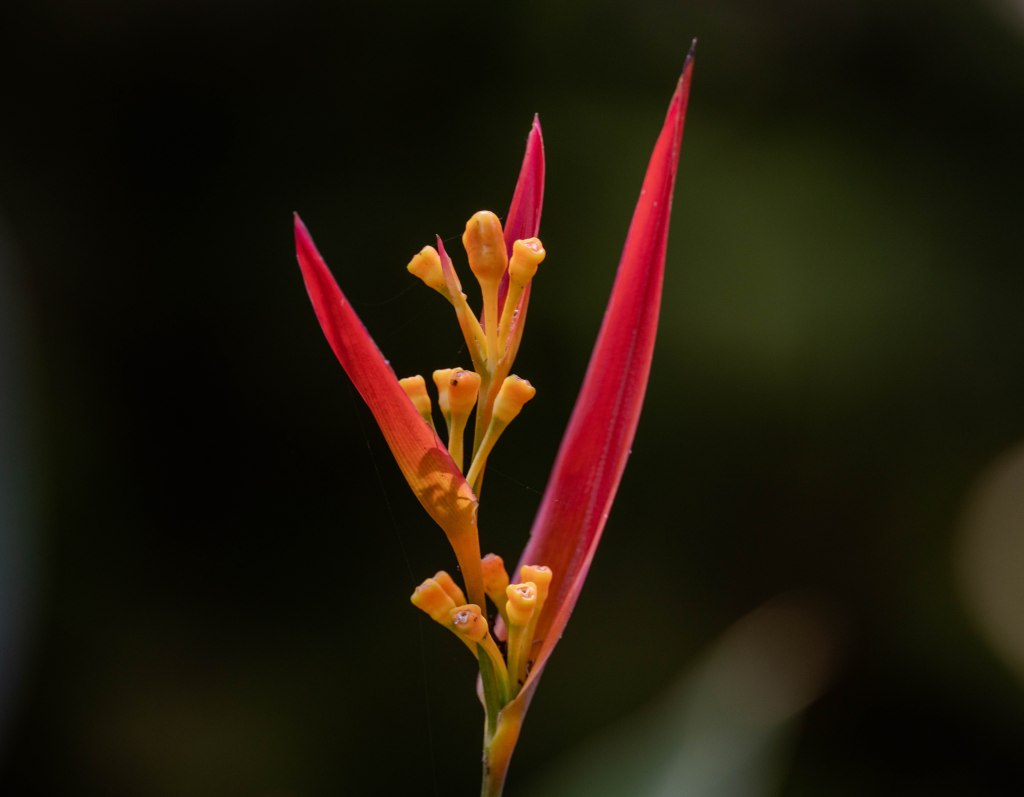 A close-up of a vibrant red and yellow tropical flower against a blurred green background.