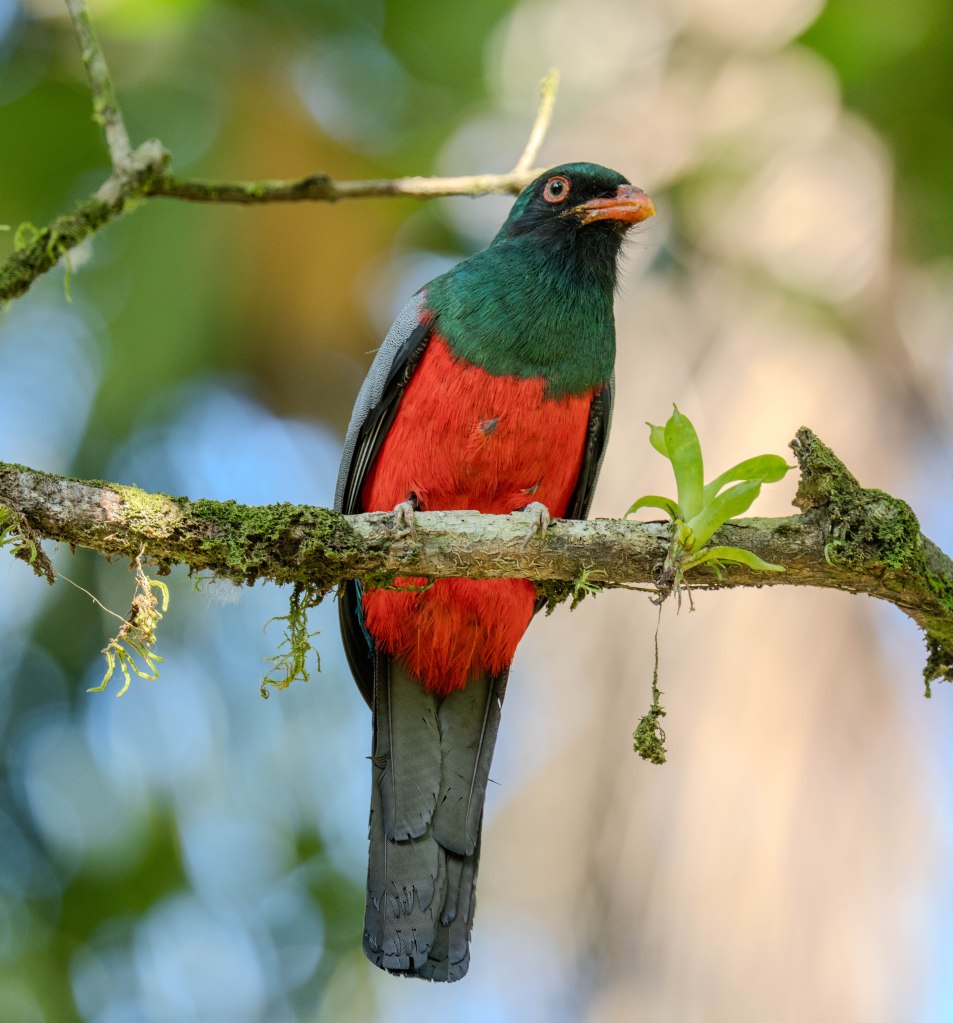 A brightly colored bird perched on a branch, featuring a green head, red chest, and gray wings, surrounded by lush greenery.