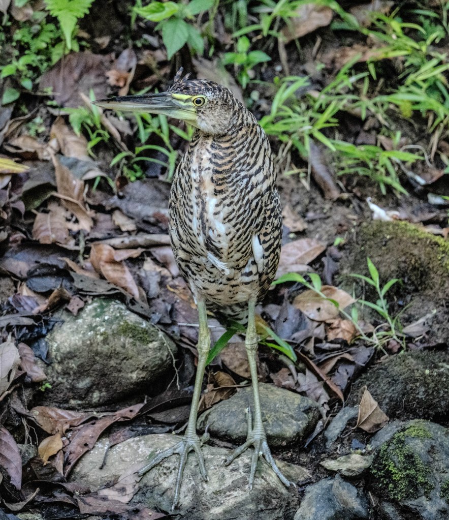 A standing heron with brown and white striped feathers, surrounded by rocks and green foliage.