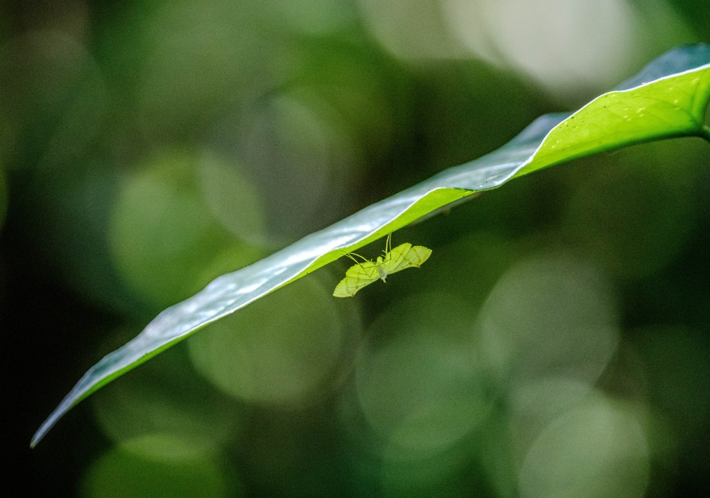 A small green butterfly resting on the edge of a large green leaf with a soft-focus background of blurred greenery.