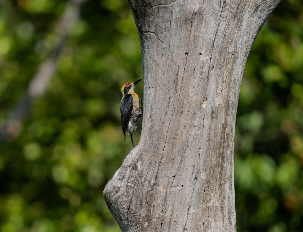 A woodpecker perched on a textured tree trunk with a blurred green background.