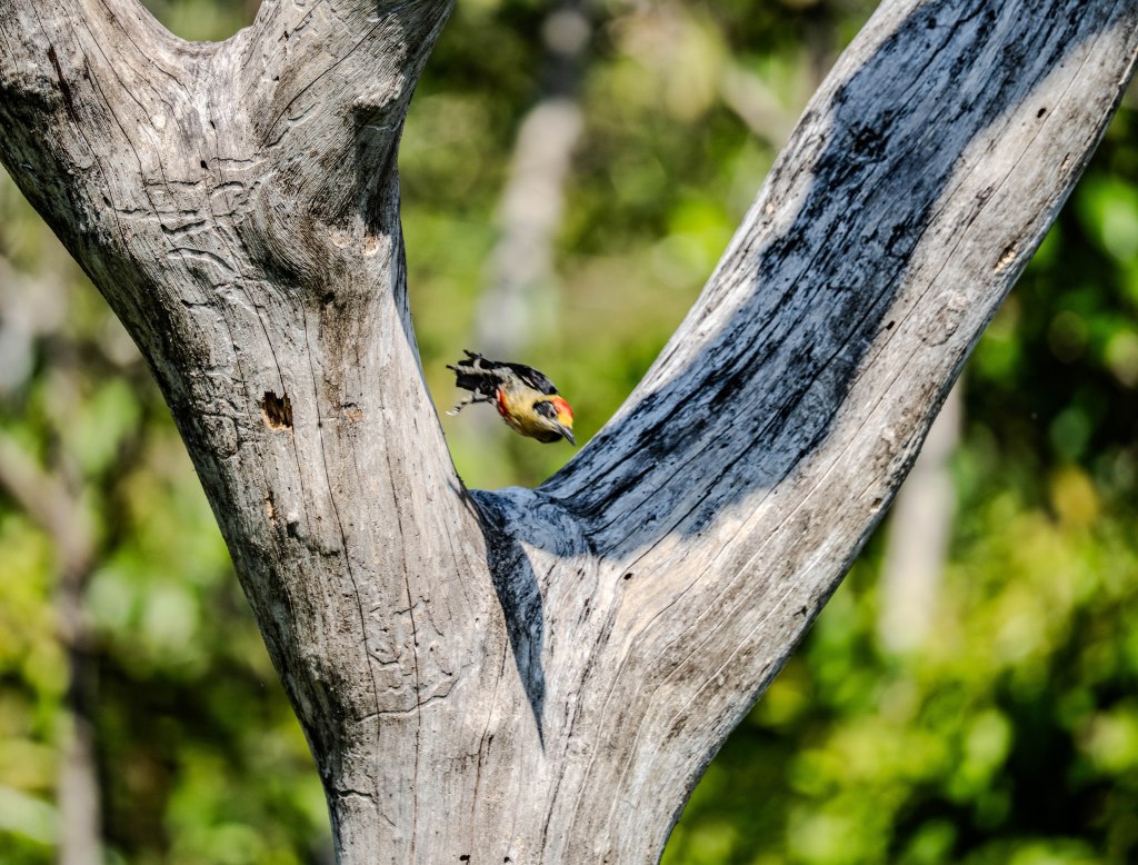 A colorful bird perched on a weathered tree branch, facing downward, surrounded by lush greenery.