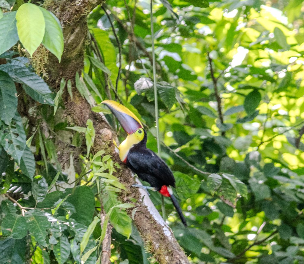 A colorful toucan perched on a tree branch surrounded by lush green leaves.