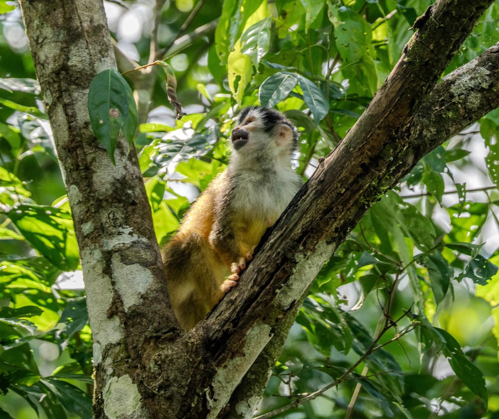 A squirrel monkey perched on a tree branch surrounded by lush green leaves.