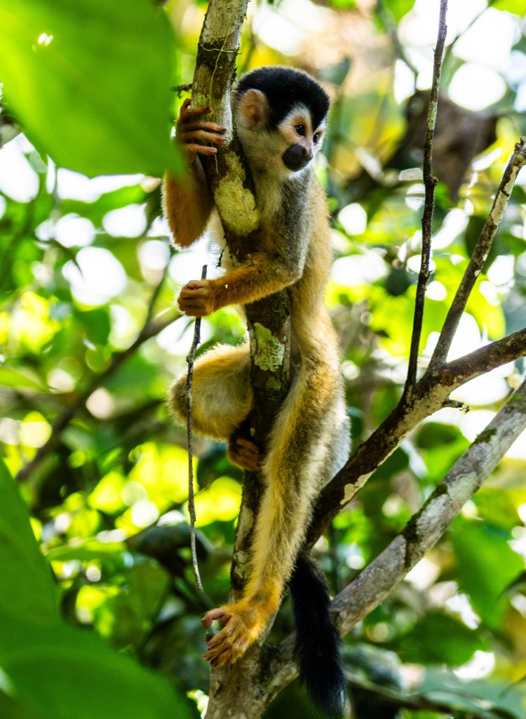 A playful monkey clinging to a tree branch in a dense green forest, showcasing its curious expression and agile posture.