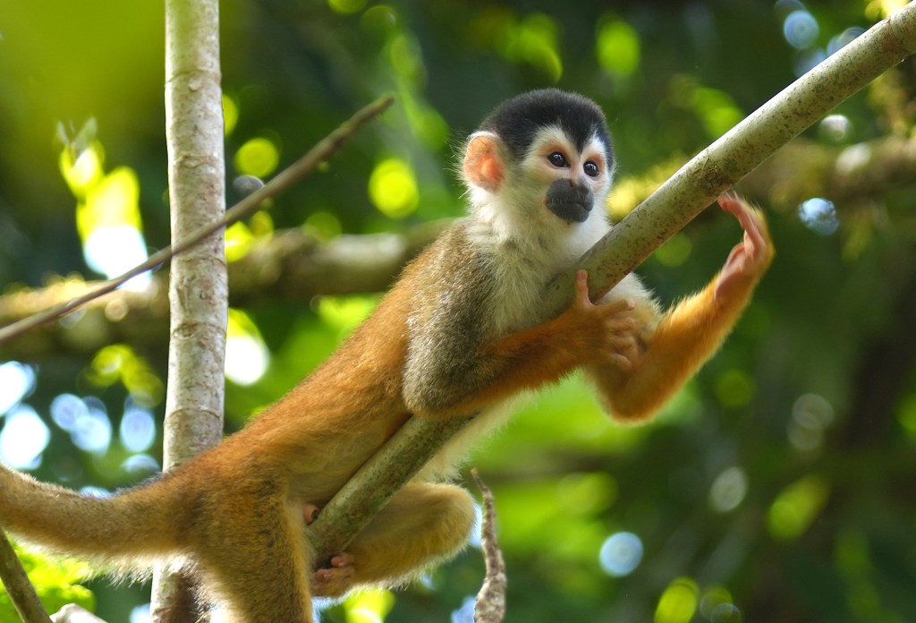 A baby monkey with a black and white face sitting on a branch, surrounded by lush green foliage.